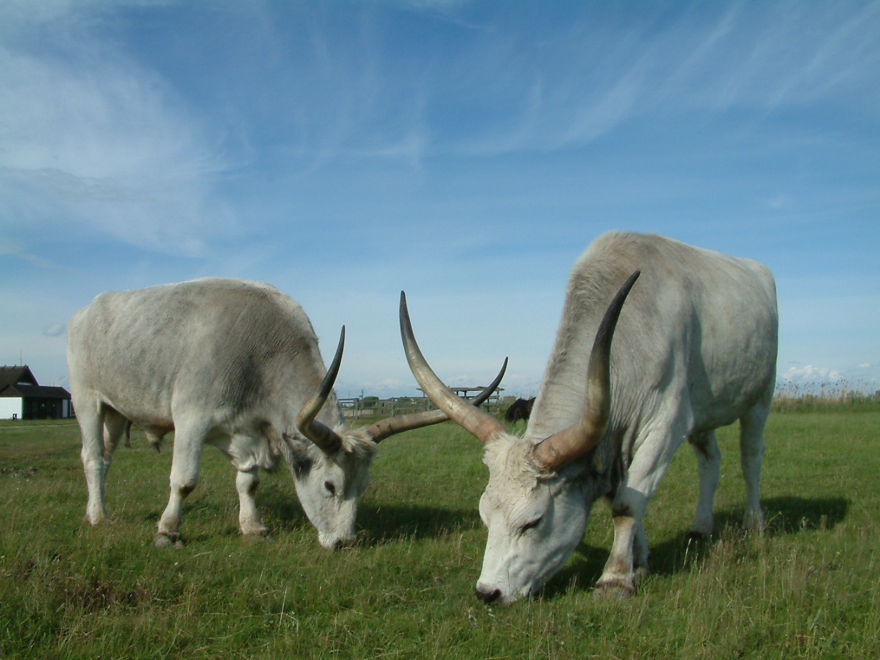 Pusztai Állatpark, Hortobágy