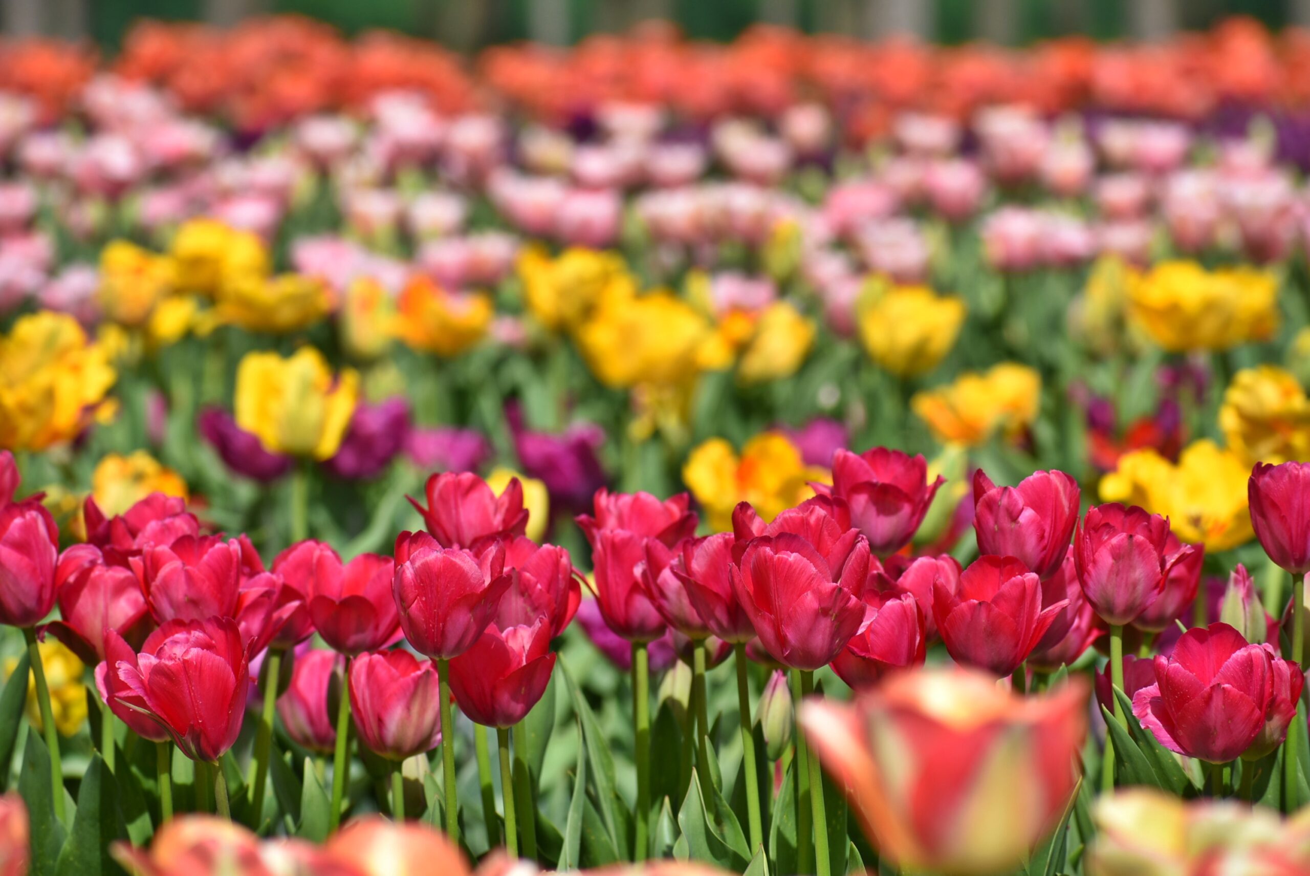 Tulip Garden
